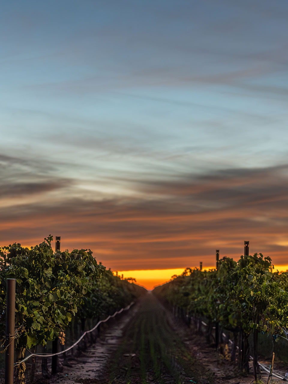 Crookshouse Vineyard at sunset