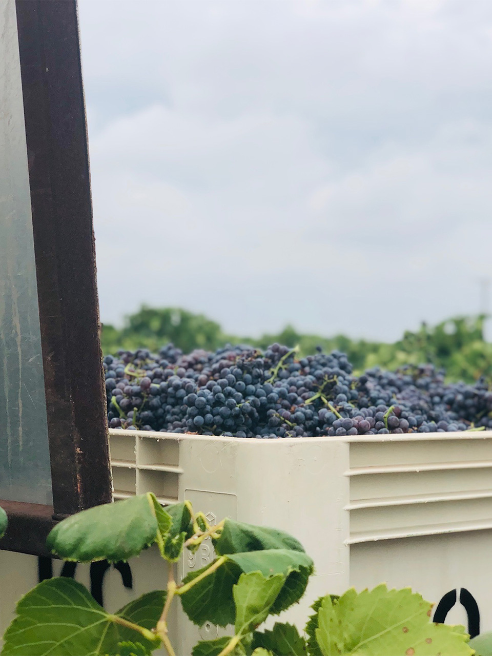 Grapes in a large harvest bin